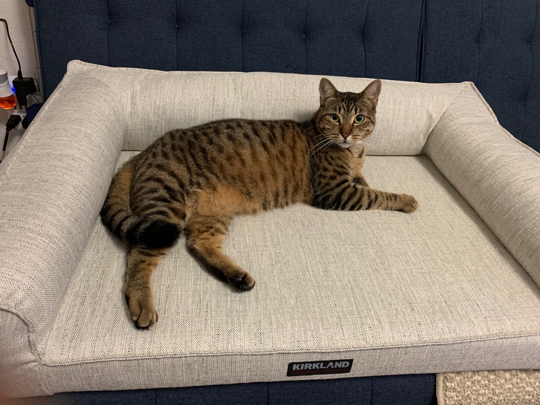 Tigger, an adoptable American Shorthair, British Shorthair in New Orleans, LA, 70175 | Photo Image 2