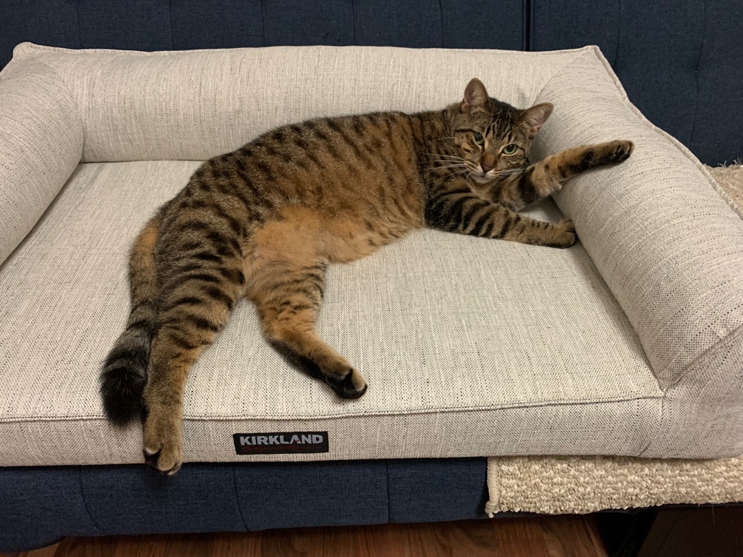 Tigger, an adoptable American Shorthair, British Shorthair in New Orleans, LA, 70175 | Photo Image 4