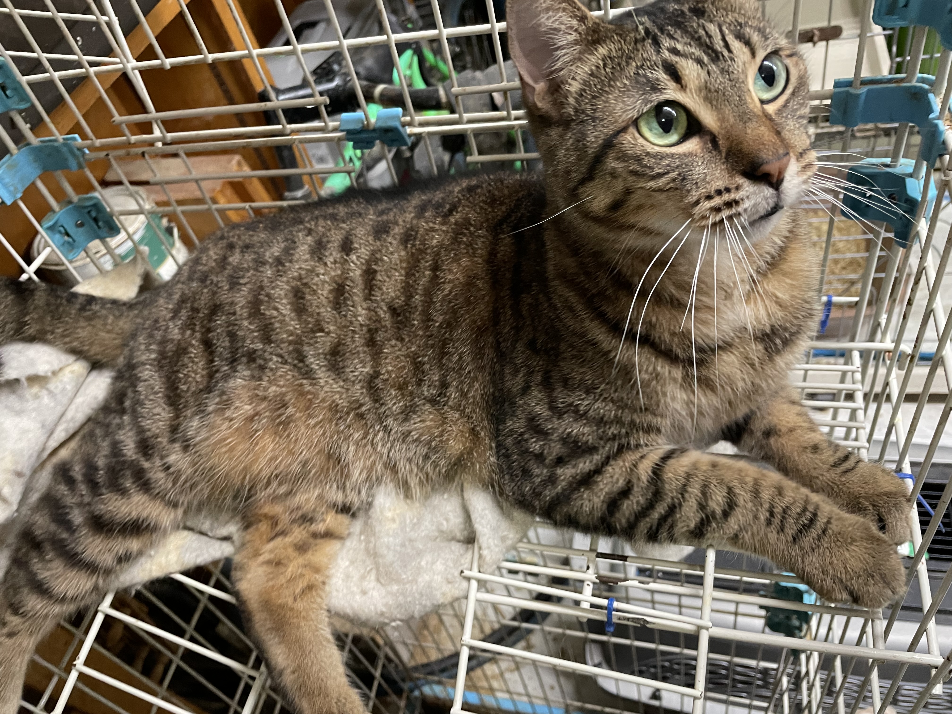 Tigger, an adoptable American Shorthair, British Shorthair in New Orleans, LA, 70175 | Photo Image 6