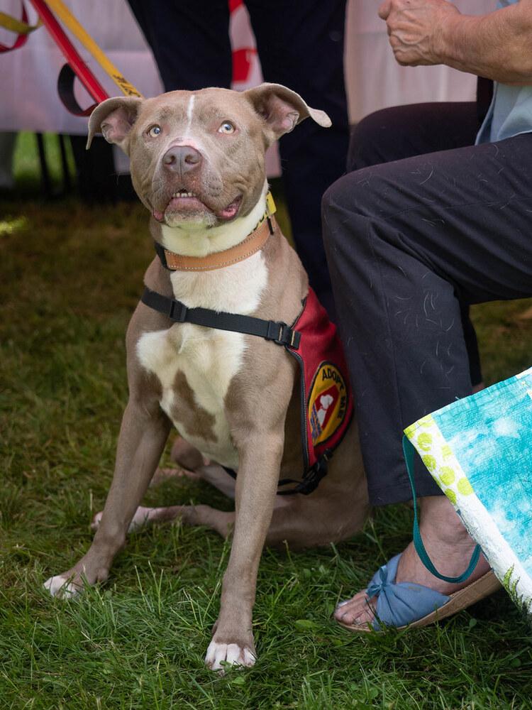 Kennedy - 26036, a Adoptable mixed breed in Armonk, NY image 1/6