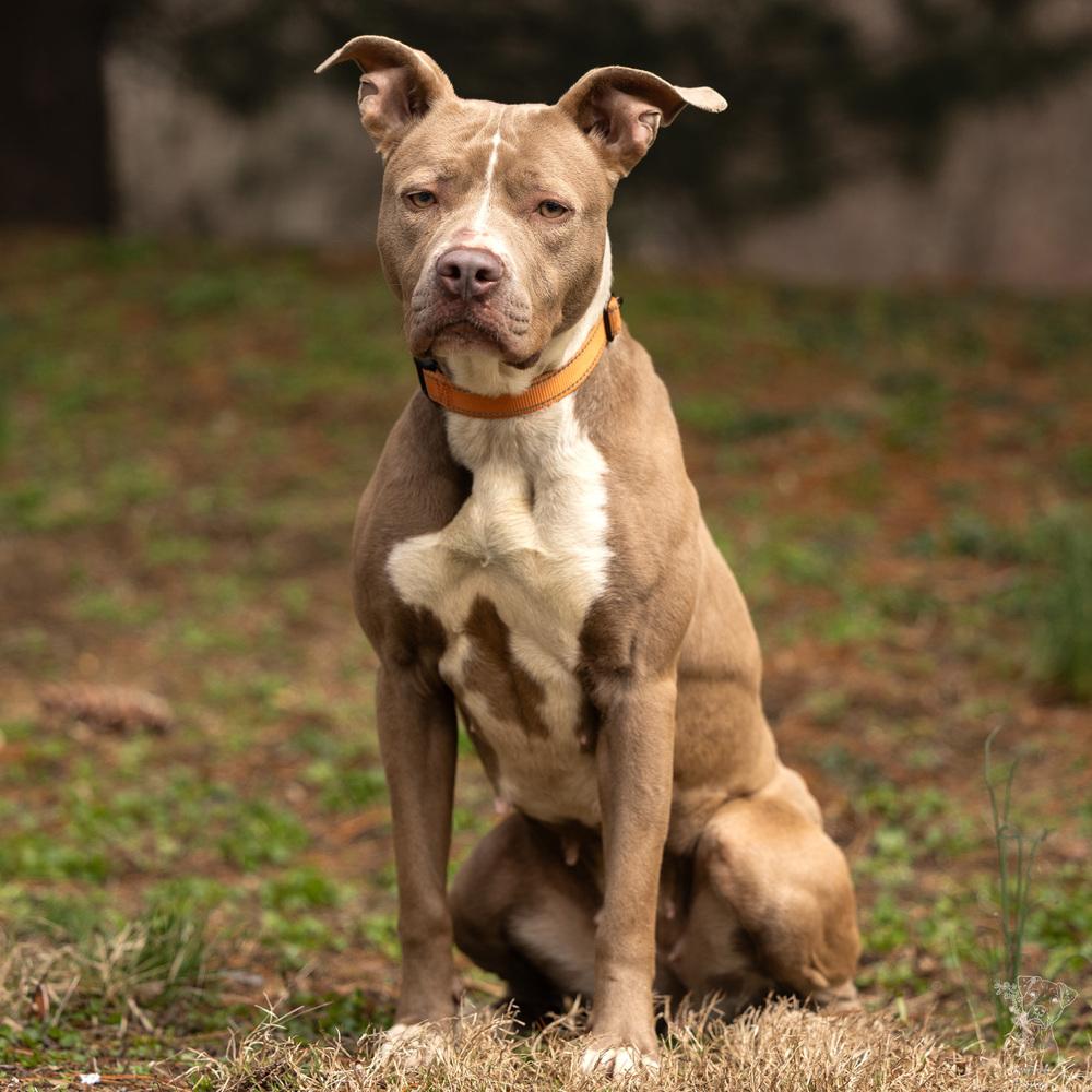 Kennedy - 26036, Adoptable, Young Female Pit Bull Terrier.