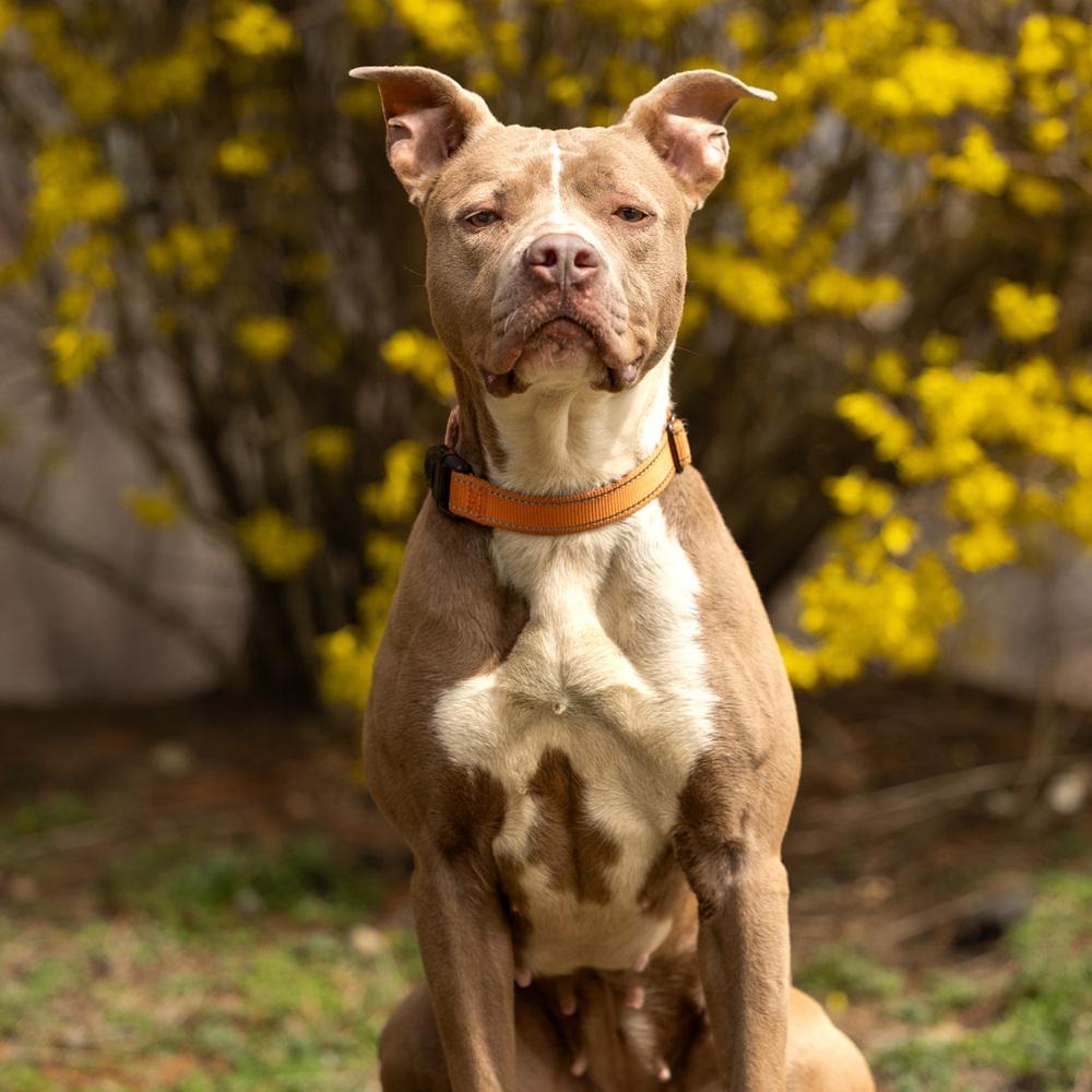 Enlarge Kennedy - 26036, a Adoptable mixed breed in Armonk, NY image 2/5