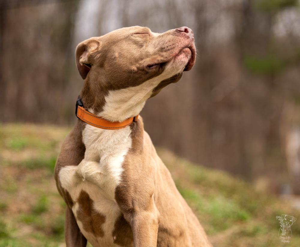 Enlarge Kennedy - 26036, a Adoptable mixed breed in Armonk, NY image 3/5