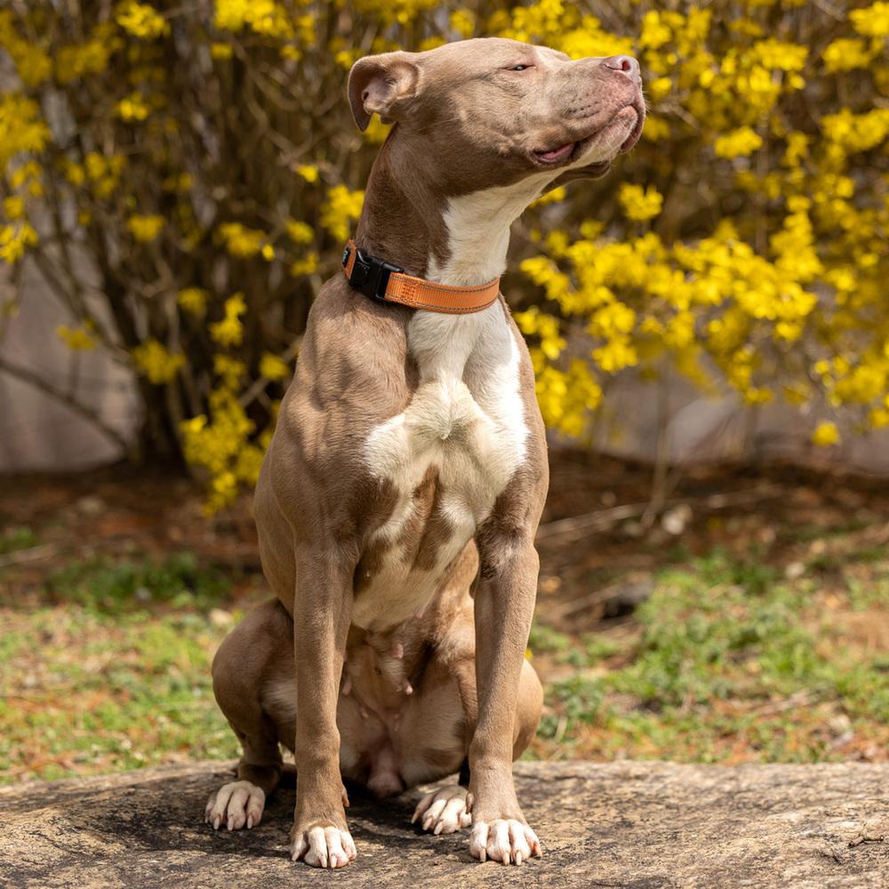Enlarge Kennedy - 26036, a Adoptable mixed breed in Armonk, NY image 4/5