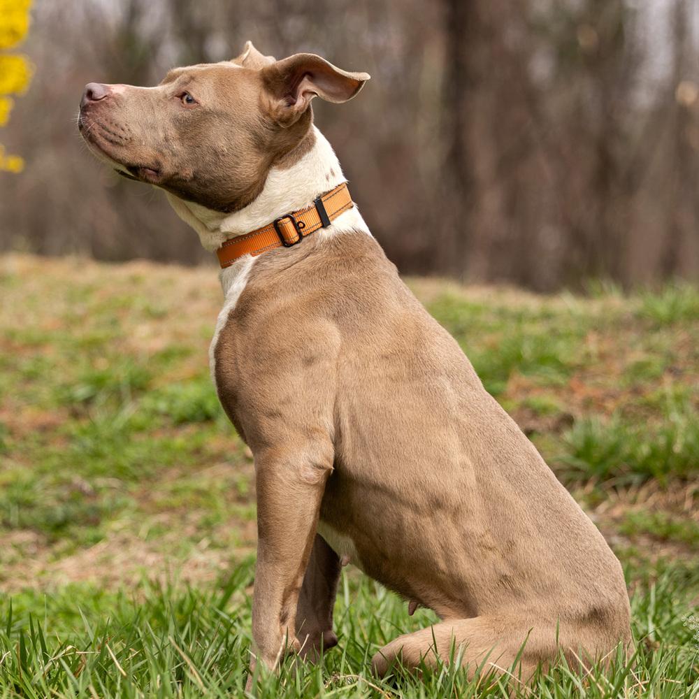 Enlarge Kennedy - 26036, a Adoptable mixed breed in Armonk, NY image 5/5