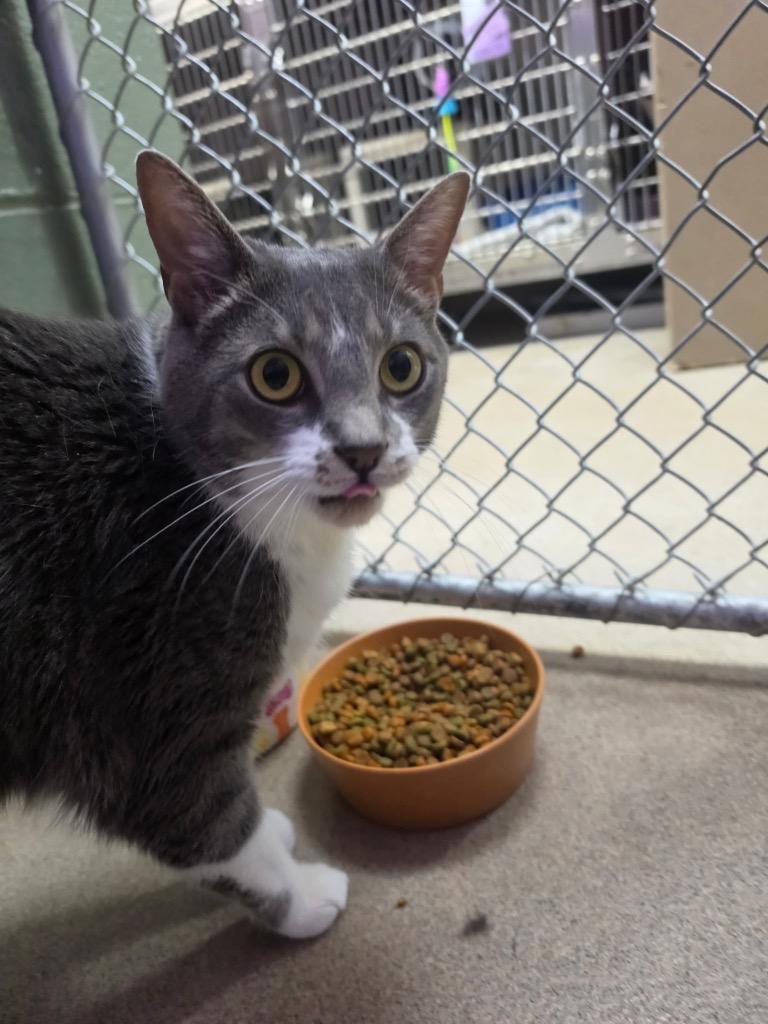 Thumper, Adoptable, Adult Male Domestic Short Hair.