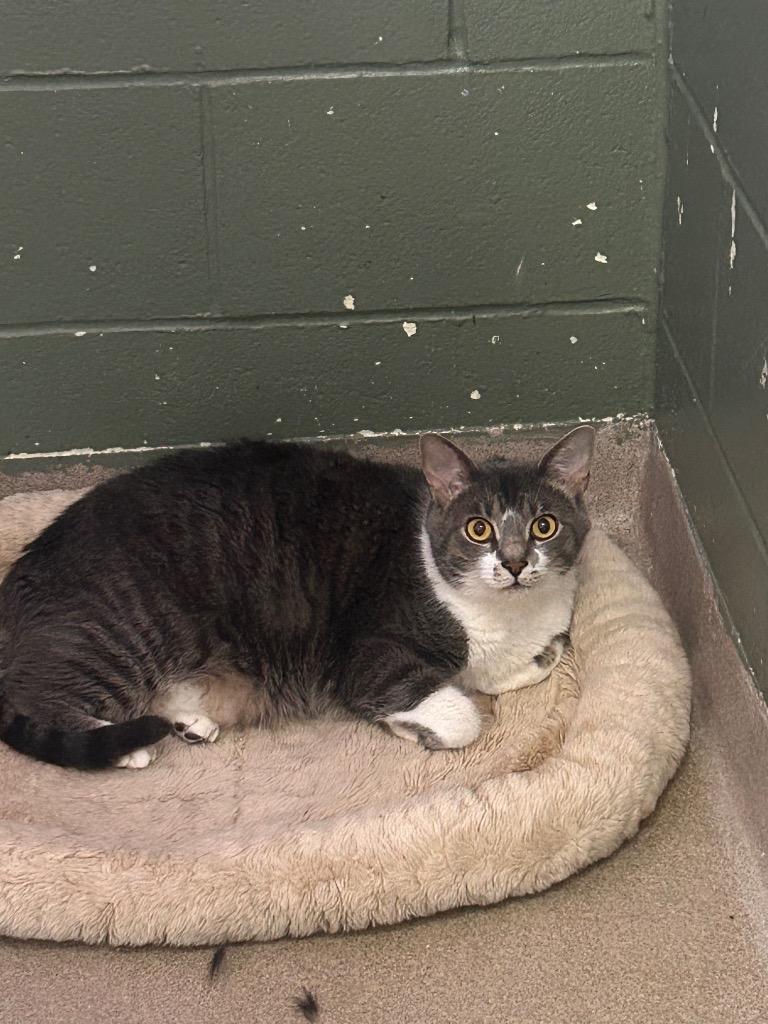 Thumper, a Adoptable mixed breed in New Manchester, WV image 2/2