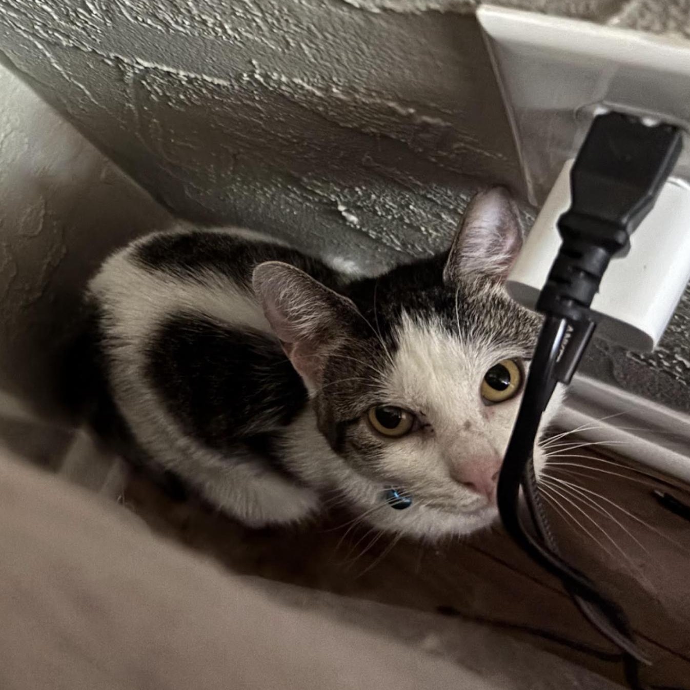 Theodore, Adoptable, Adult Female Domestic Short Hair.