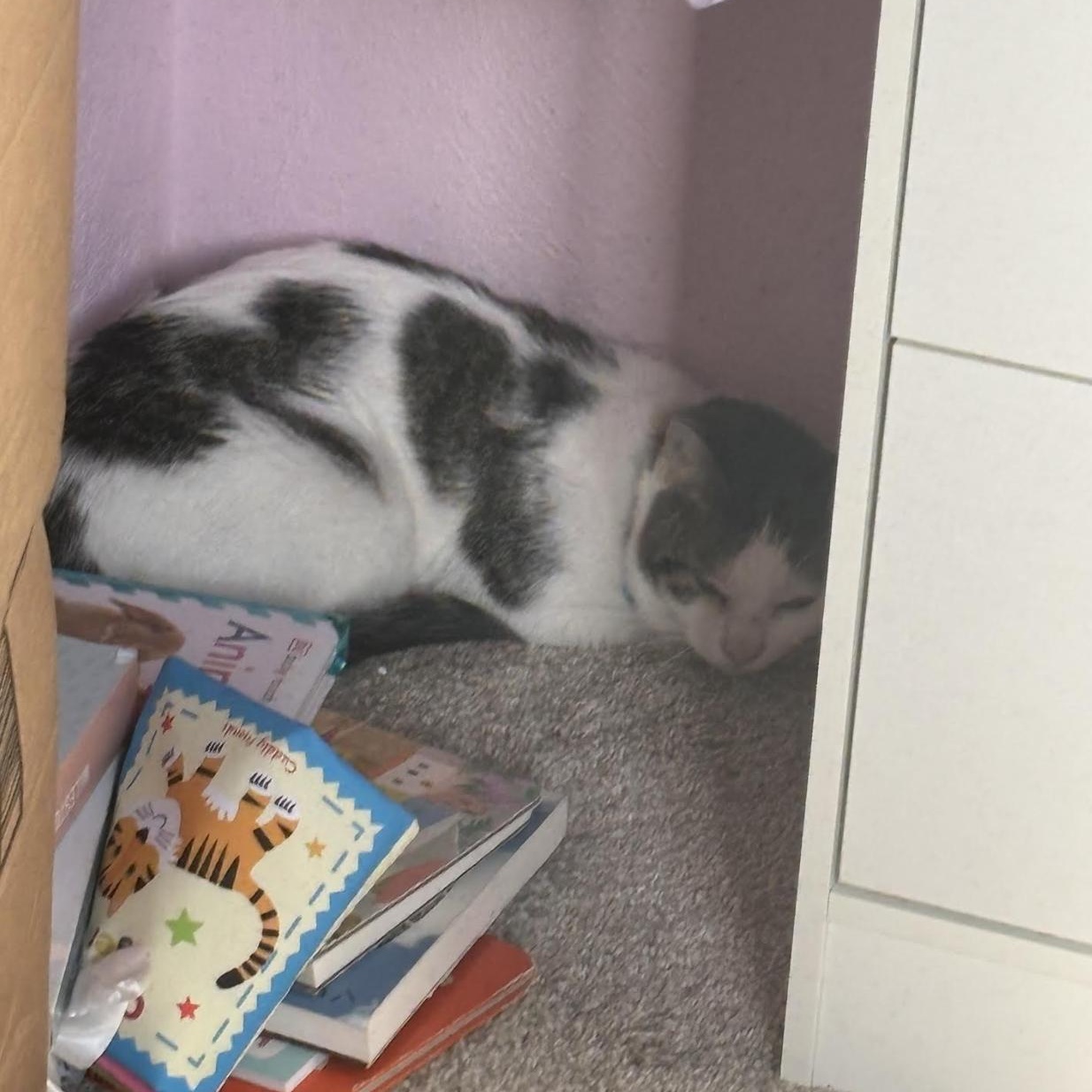 Enlarge Theodore, a Adoptable Domestic Short Hair in Cincinnati, OH image 3/3