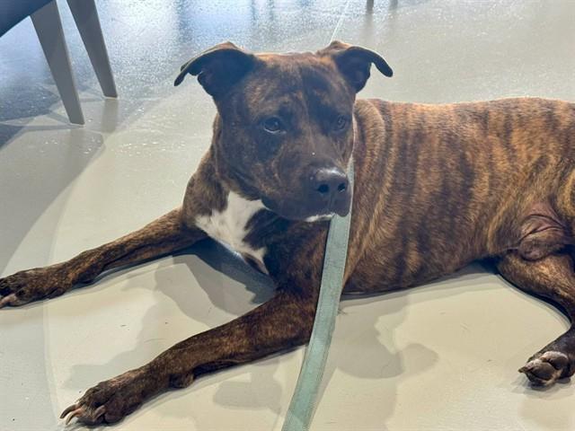 RUBERT, Adoptable, Young Male Pit Bull Terrier.