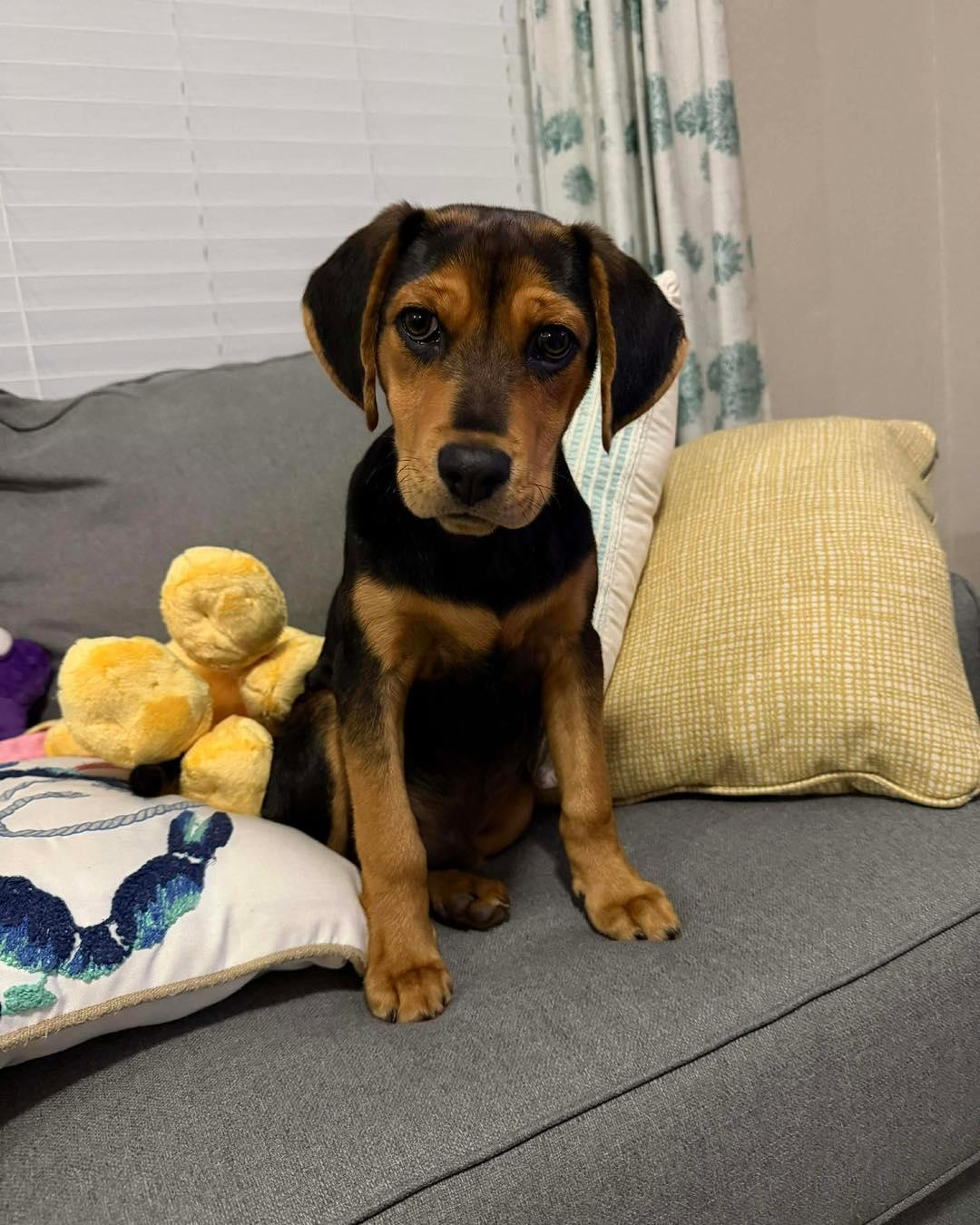 Newton, adopted, Puppy Male Hound.