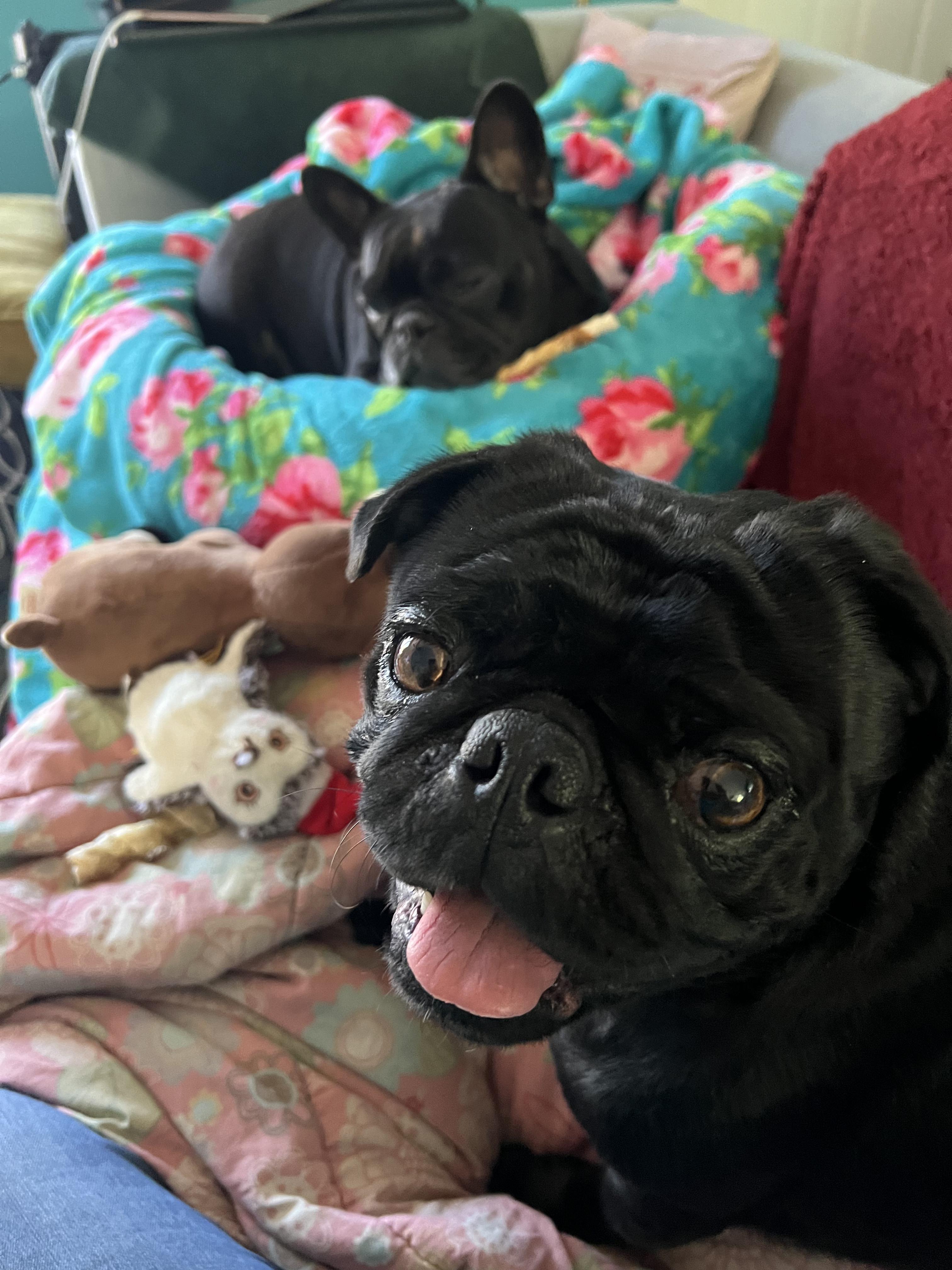 Charlie, an adopted Pug in Tracy, CA image 4/5