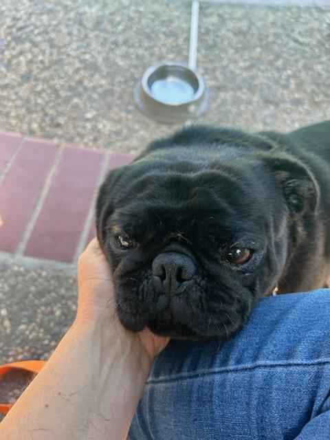 Charlie, an adopted Pug in Tracy, CA image 3/5