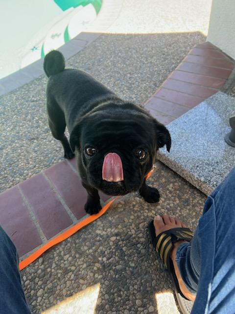 Charlie, an adopted Pug in Tracy, CA image 5/5