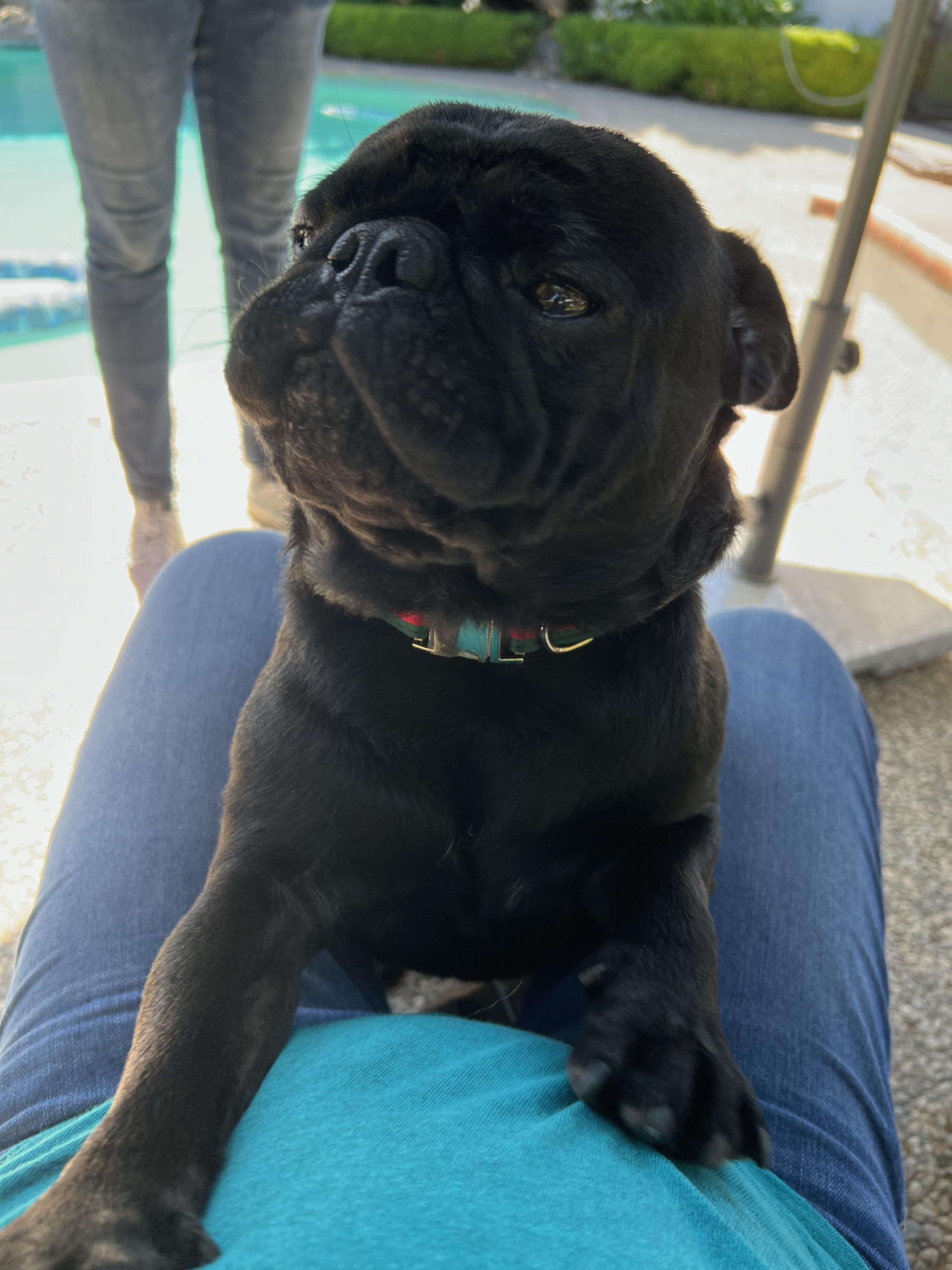 Charlie, an adopted Pug in Tracy, CA image 1/5