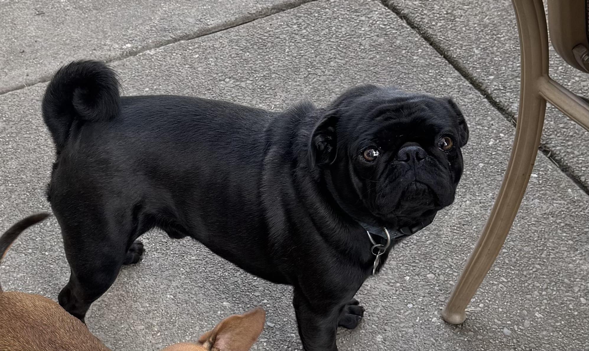 Charlie, an adopted Pug in Tracy, CA image 2/5