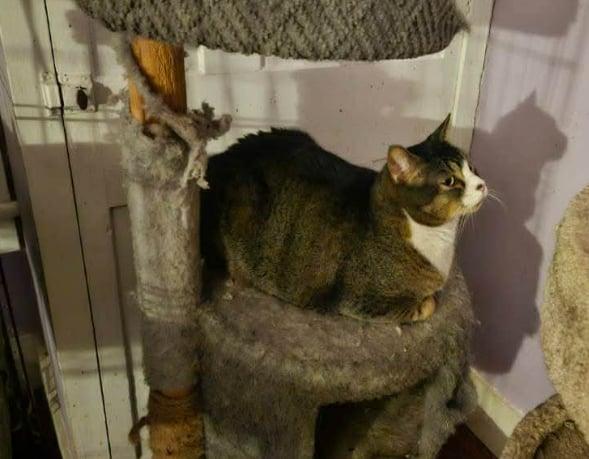 BB Beau, Adoptable, Adult Male Domestic Short Hair.