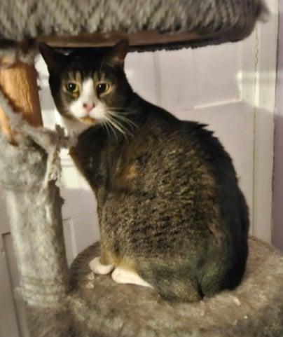 Enlarge BB Beau, a Adoptable Domestic Short Hair in Stewartsville, NJ image 2/3