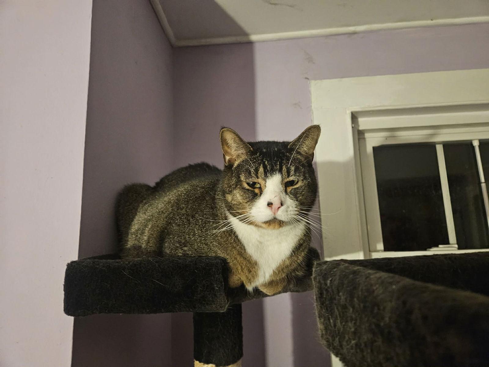 Enlarge BB Beau, a Adoptable Domestic Short Hair in Stewartsville, NJ image 3/3