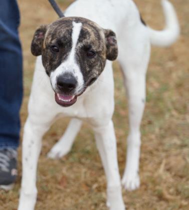 Mia, an adoptable Mixed Breed in Georgetown, TX, 78626 | Photo Image 2