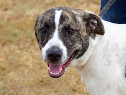 Mia, an adoptable Mixed Breed in Georgetown, TX, 78626 | Photo Image 1