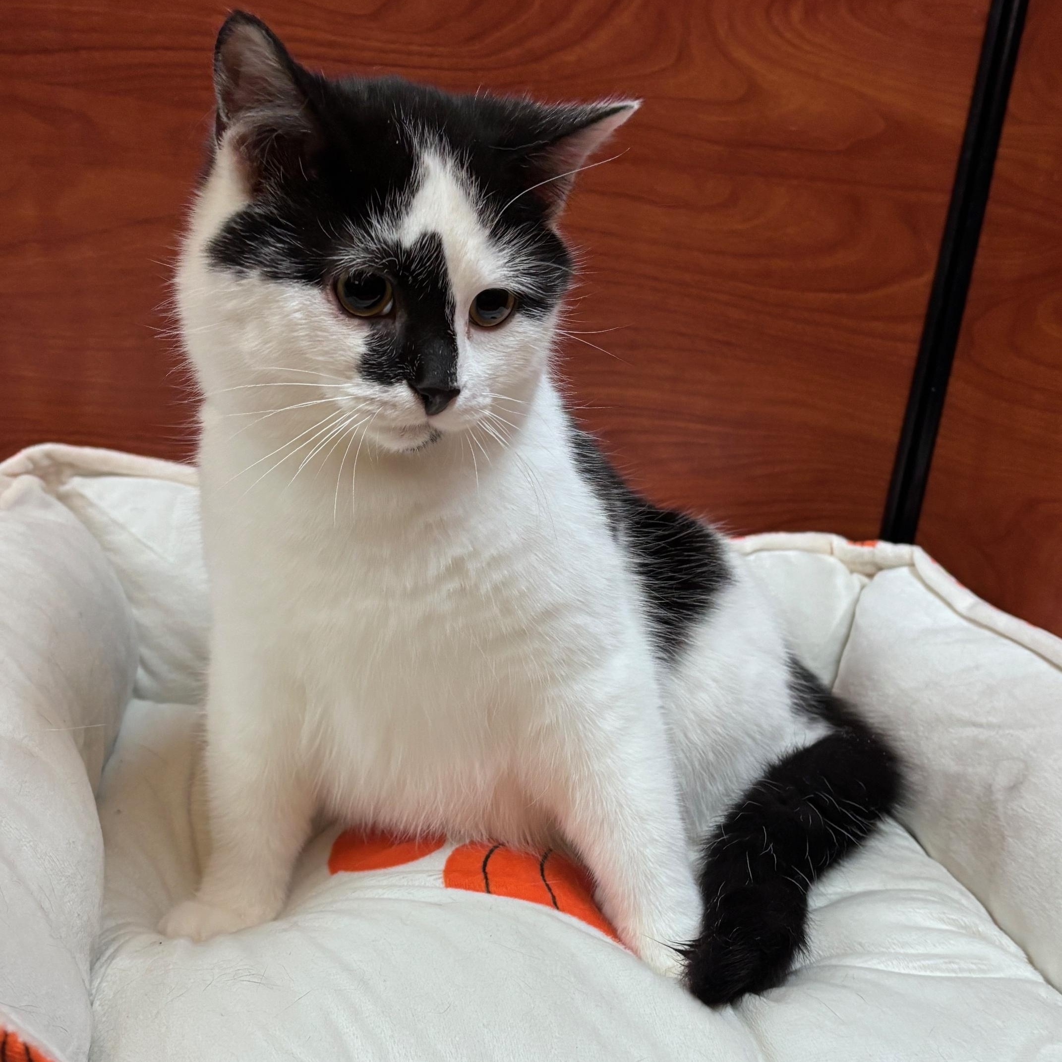 Enlarge Kefir, an adopted Domestic Short Hair in Pickering, ON image 6/6