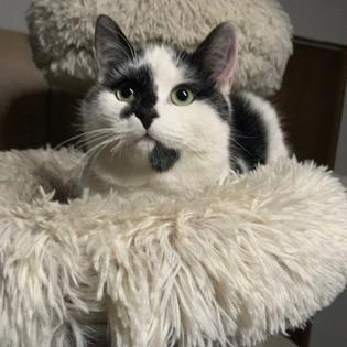 Enlarge Kefir, an adopted Domestic Short Hair in Pickering, ON image 2/6