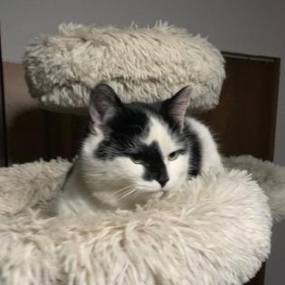 Enlarge Kefir, an adopted Domestic Short Hair in Pickering, ON image 5/6