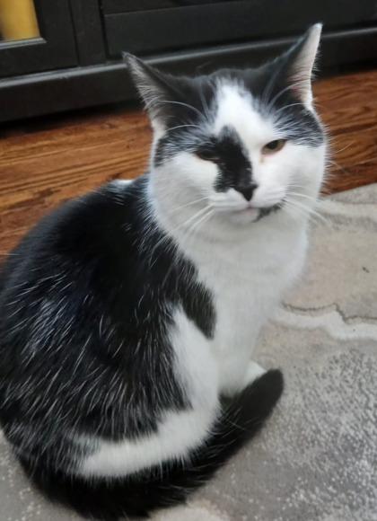 Enlarge Kefir, an adopted Domestic Short Hair in Pickering, ON image 4/6