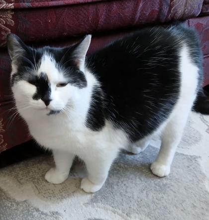 Enlarge Kefir, an adopted Domestic Short Hair in Pickering, ON image 3/6