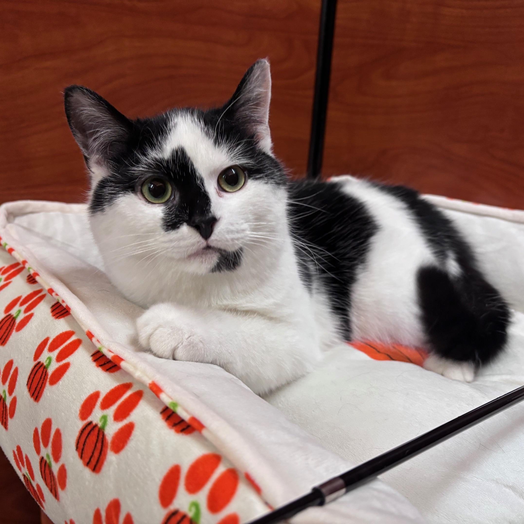 Enlarge Kefir, an adopted Domestic Short Hair in Pickering, ON image 1/6