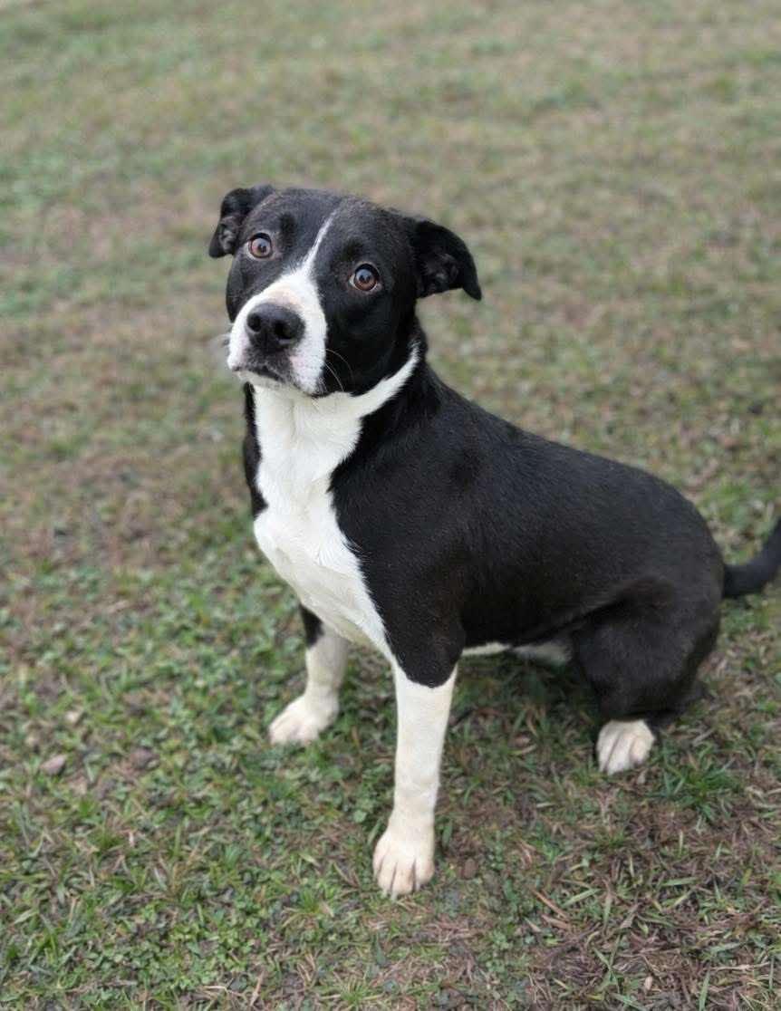 Suzy, Adoptable, Puppy Female American Staffordshire Terrier.