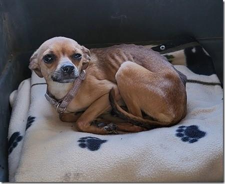 Peaches 2 year old 5 pound Chihuahua! Sweet Running on a Farm