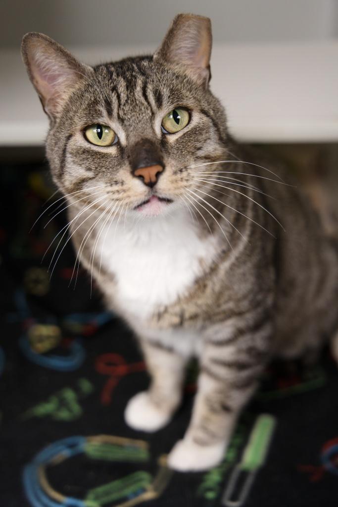Thomas, ADOPTABLE, Adult Male Domestic Short Hair.
