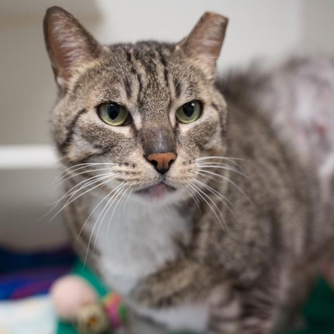 Enlarge Thomas, a ADOPTABLE mixed breed in Bellingham, WA image 2/5