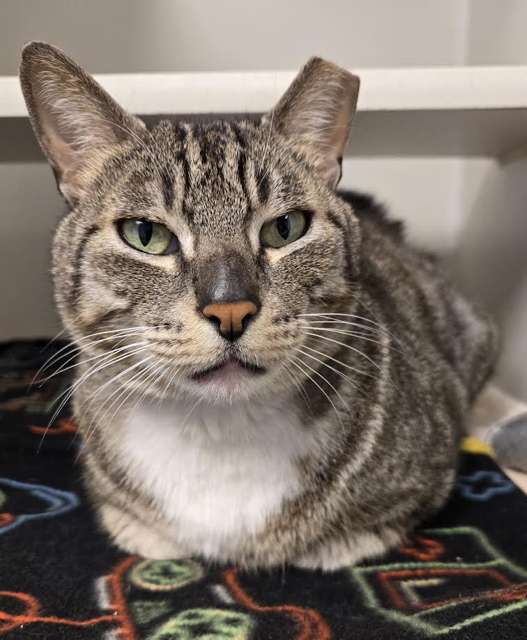 Enlarge Thomas, a ADOPTABLE mixed breed in Bellingham, WA image 3/5