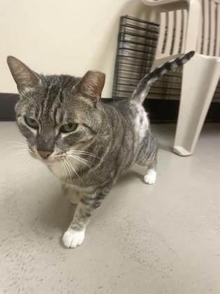 Enlarge Thomas, a ADOPTABLE mixed breed in Bellingham, WA image 5/5