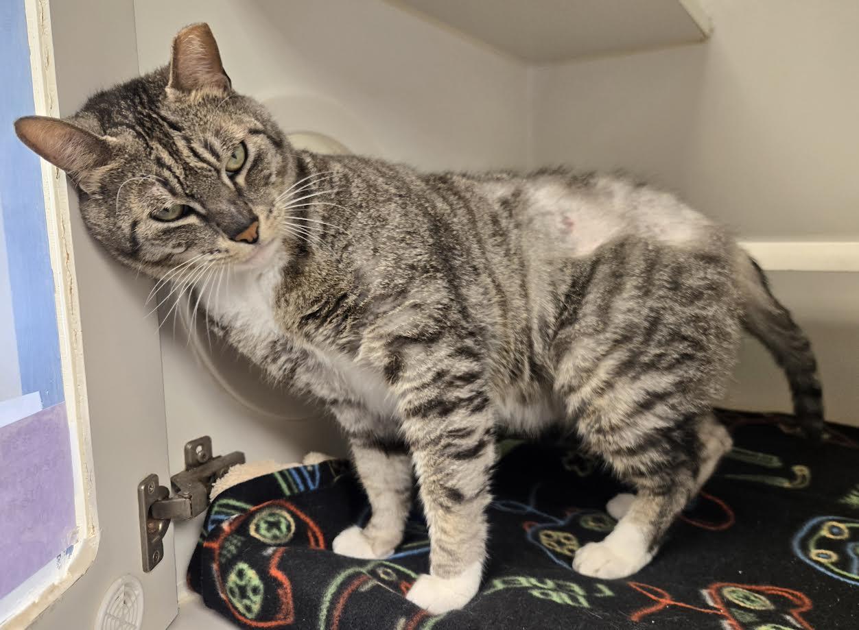 Enlarge Thomas, a ADOPTABLE mixed breed in Bellingham, WA image 4/5