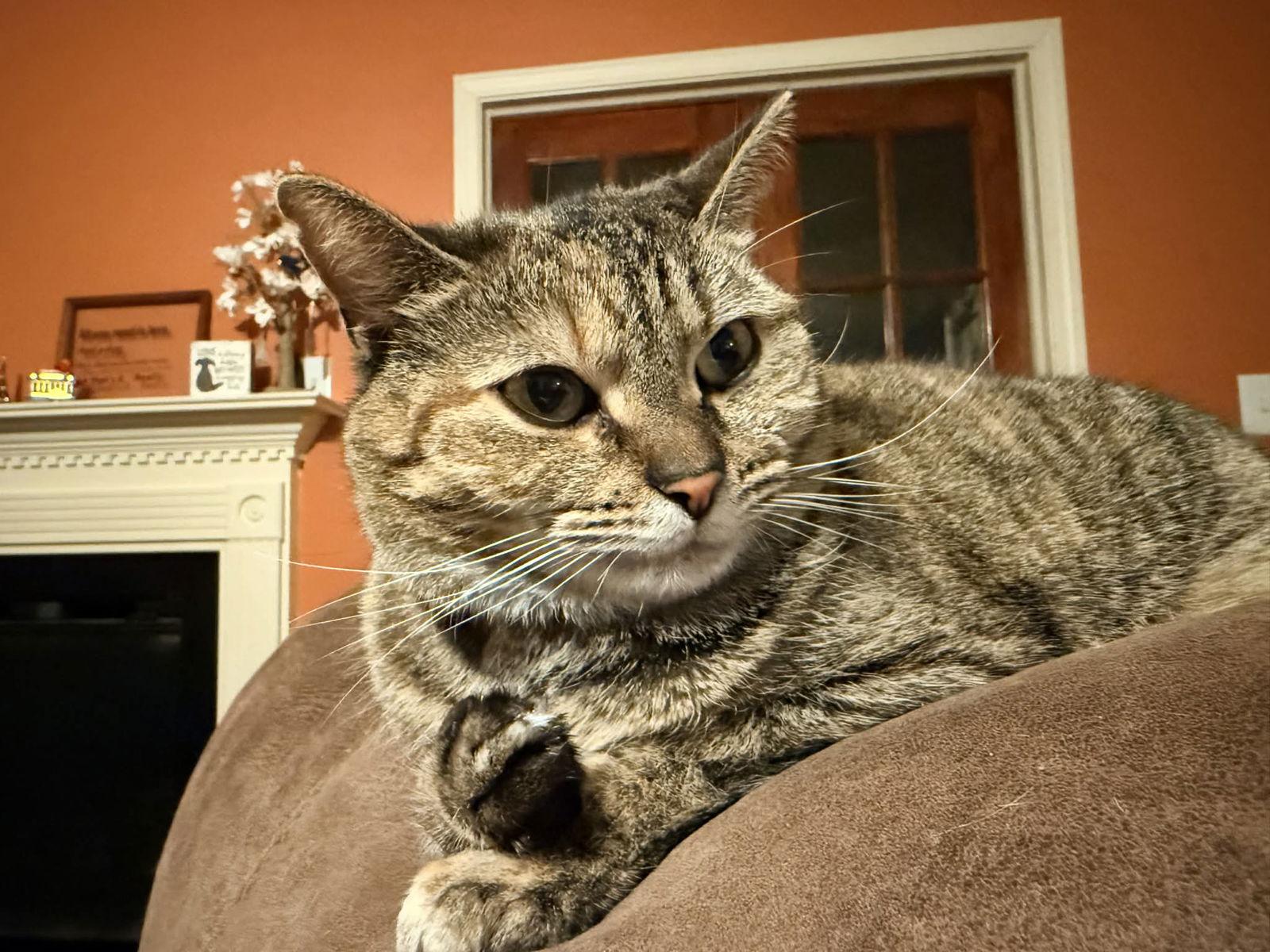 Lass, Adoptable, Young Female Domestic Short Hair.