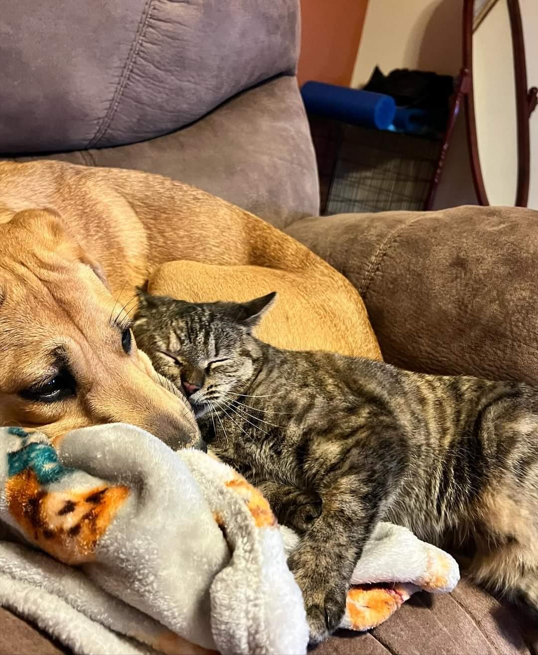 Enlarge Lass, a Adoptable Domestic Short Hair in Roxboro, NC image 2/6