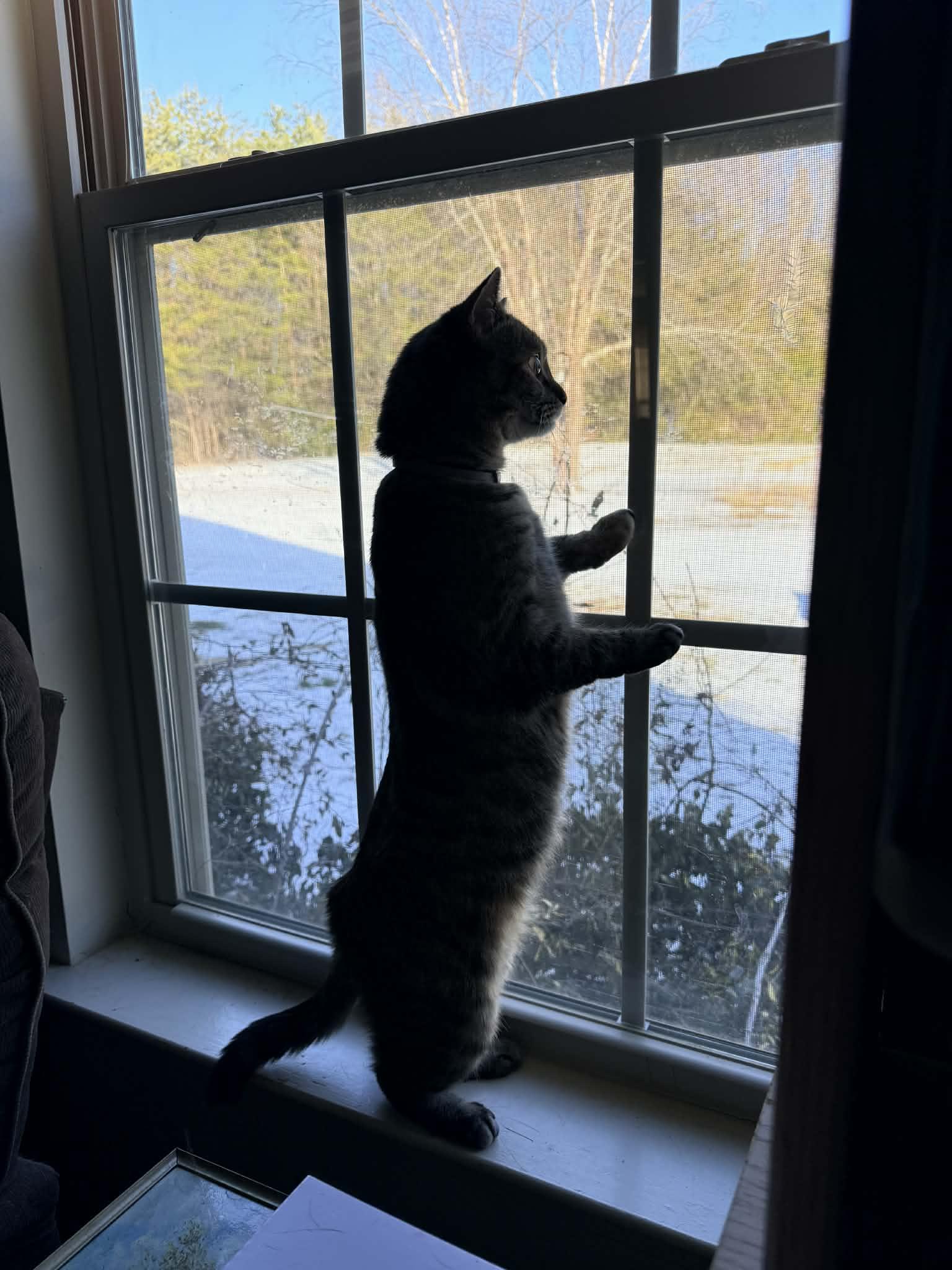 Lass, a Adoptable Domestic Short Hair in Roxboro, NC image 3/3