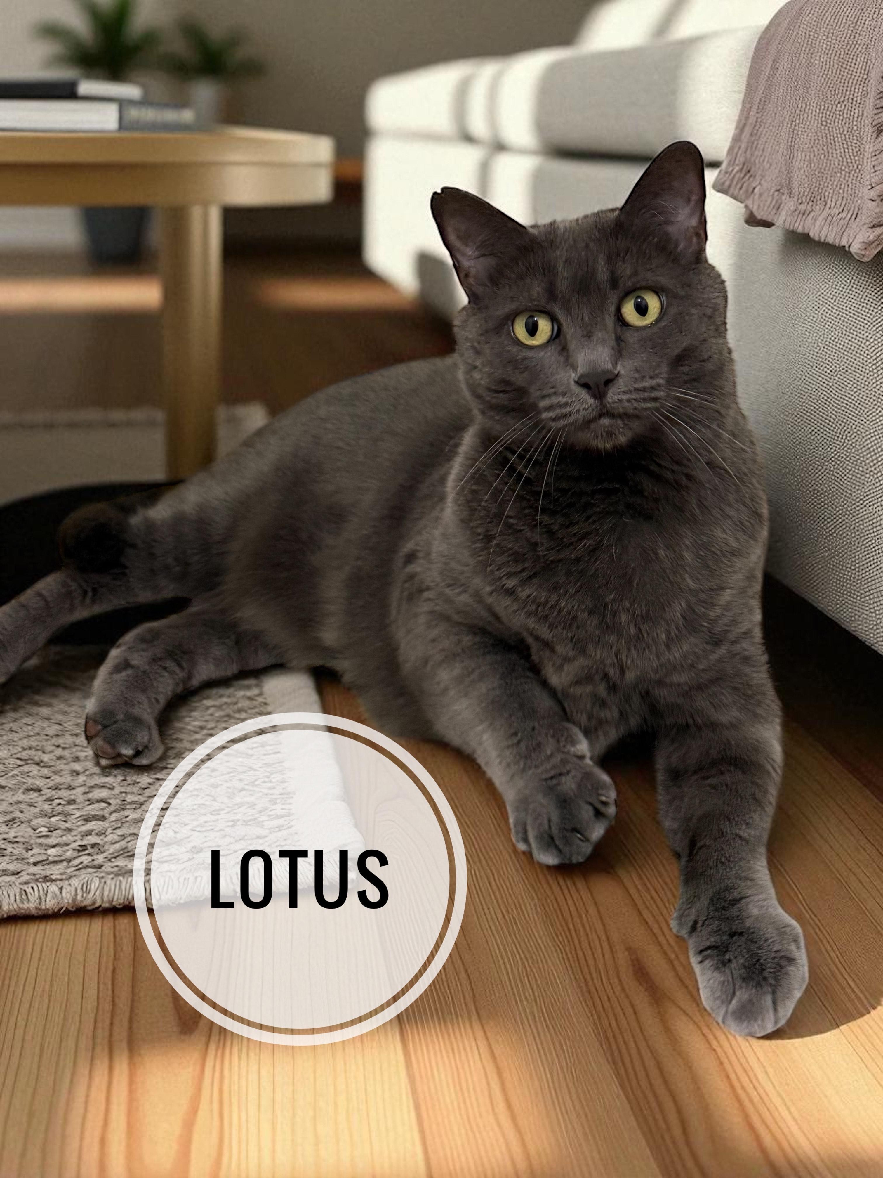 Lotus, a Adoptable Domestic Short Hair in Orleans, VT image 1/4