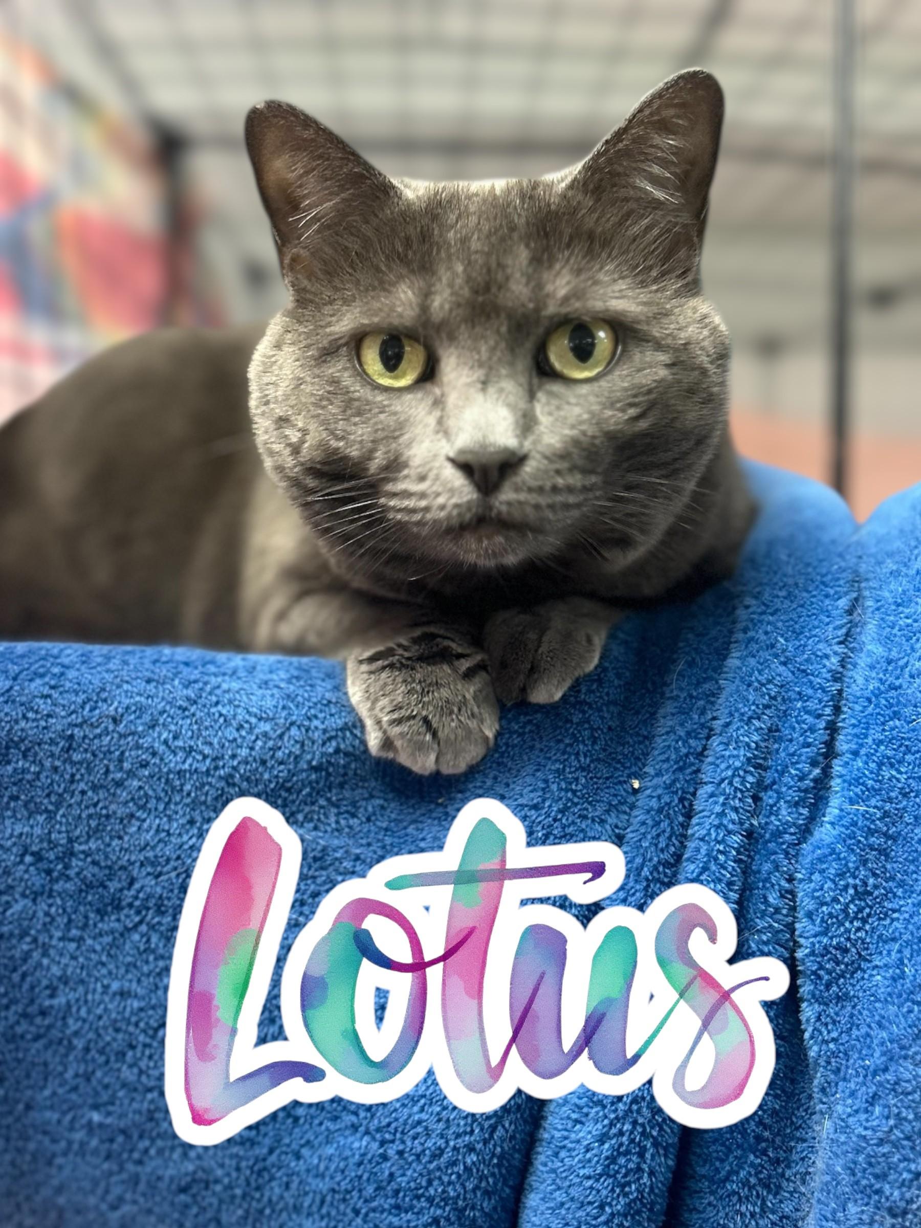 Lotus, a Adoptable Domestic Short Hair in Orleans, VT image 3/4