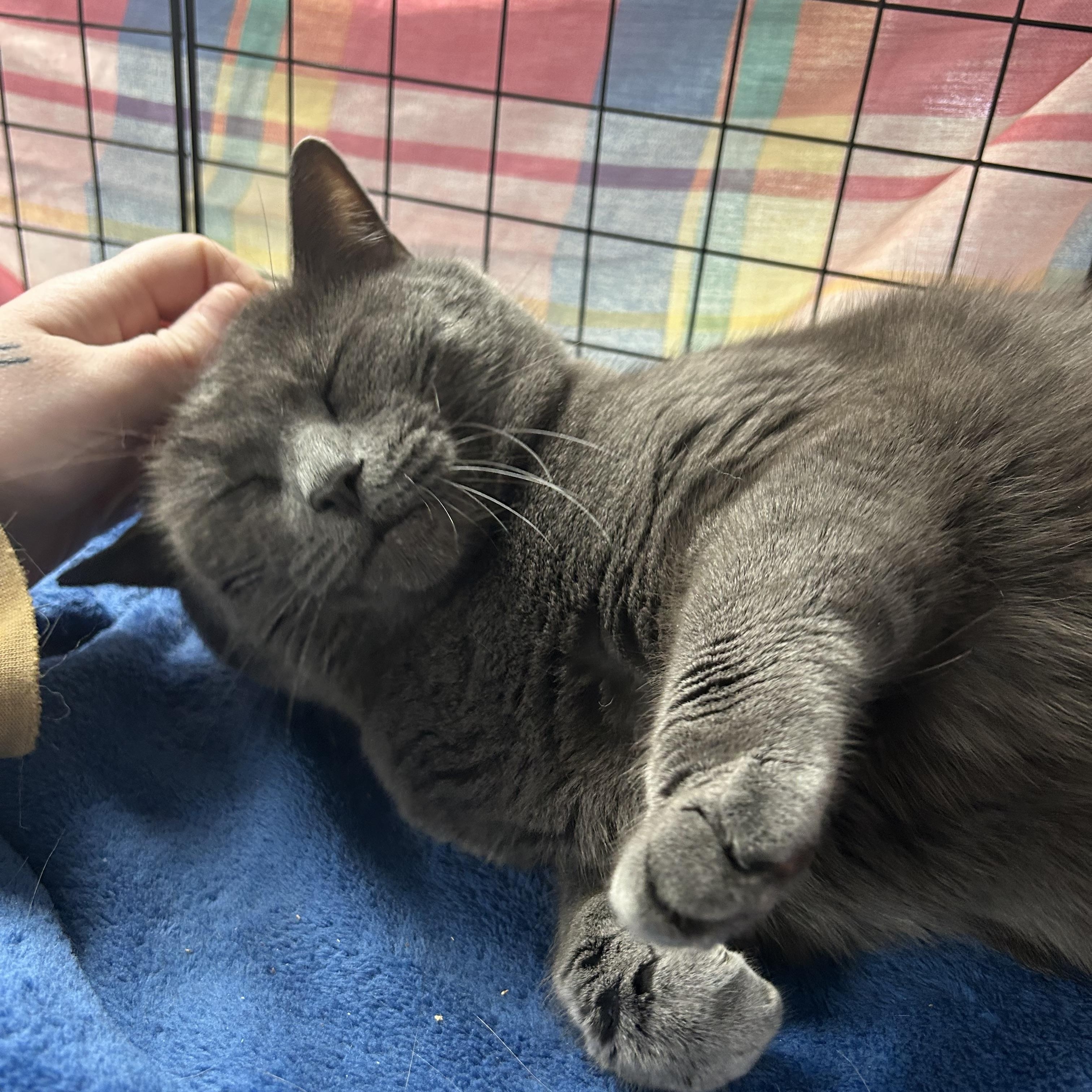 Lotus, a Adoptable Domestic Short Hair in Orleans, VT image 4/4