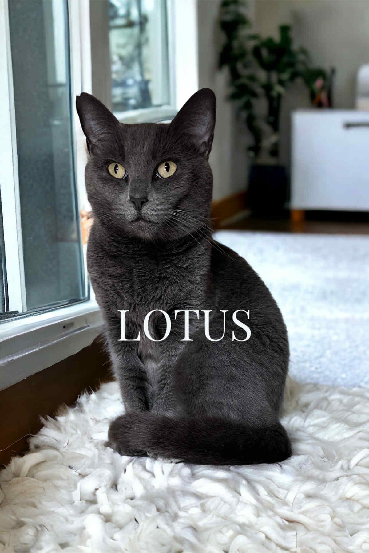 Lotus, a Adoptable Domestic Short Hair in Orleans, VT image 2/4