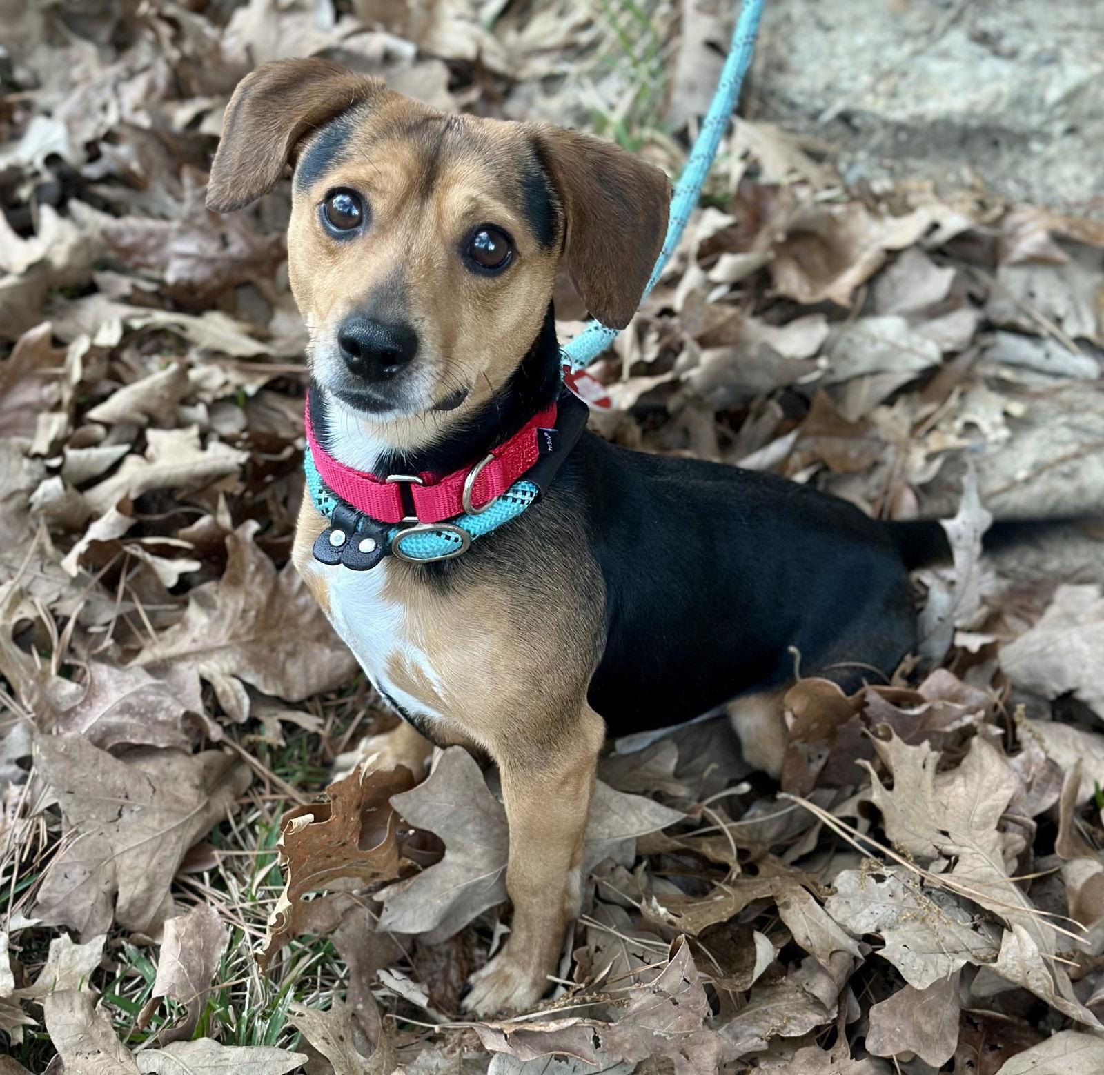 Guppy, Adoptable, Young Male Beagle.