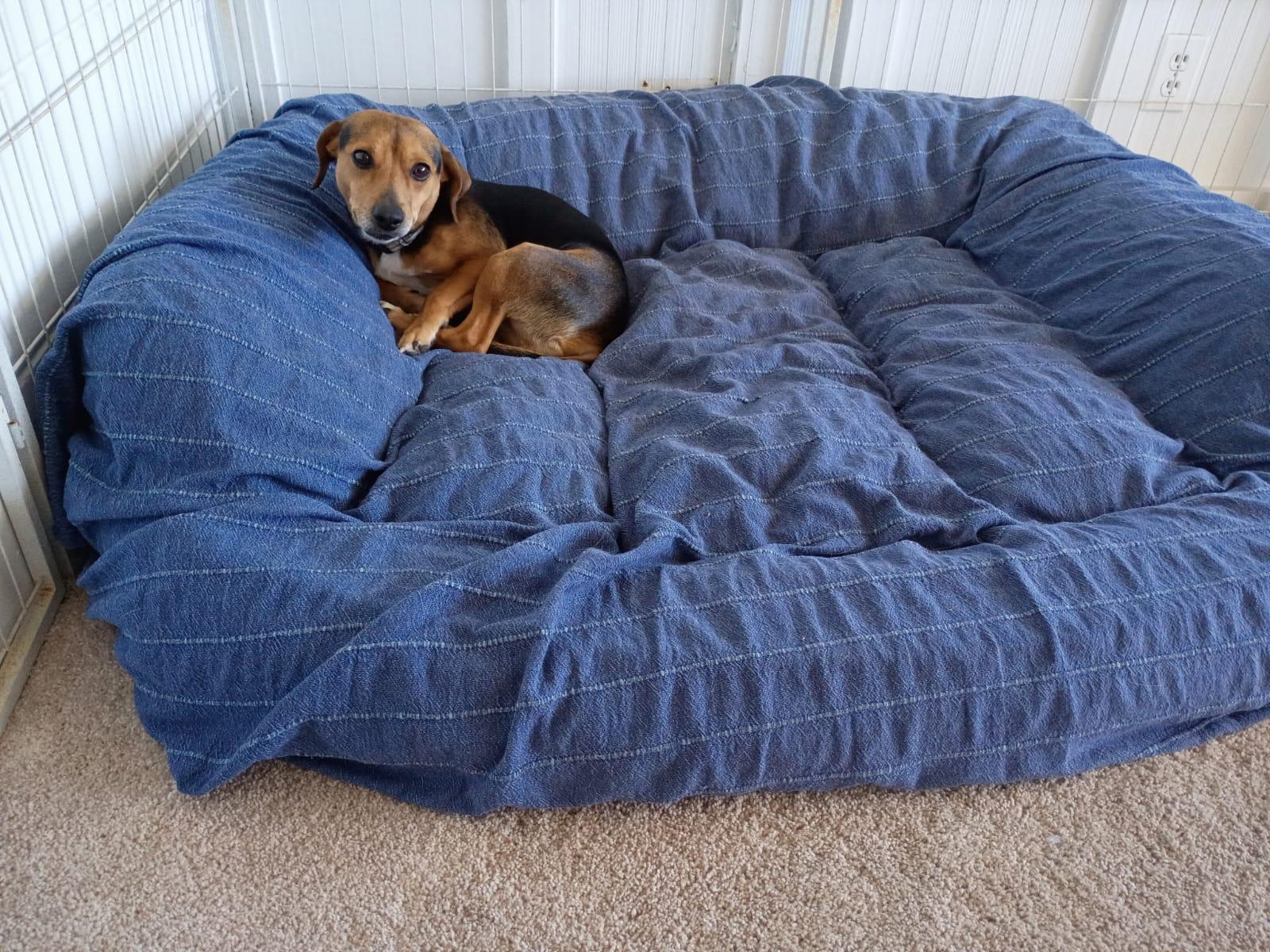 Guppy, a Adoptable Beagle in Dunnellon, FL image 2/3