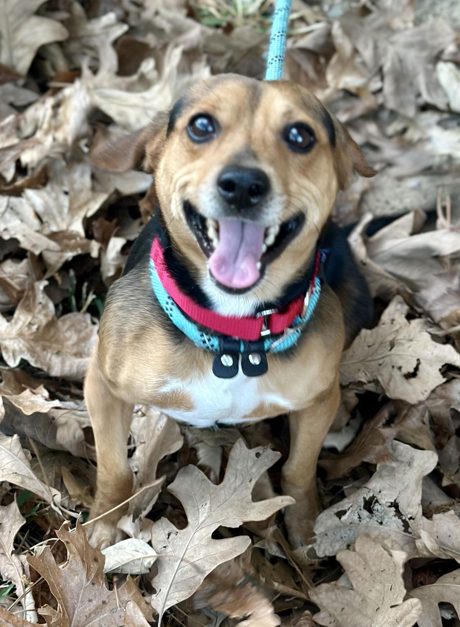 Enlarge Guppy, a Adoptable Beagle in Dunnellon, FL image 2/3
