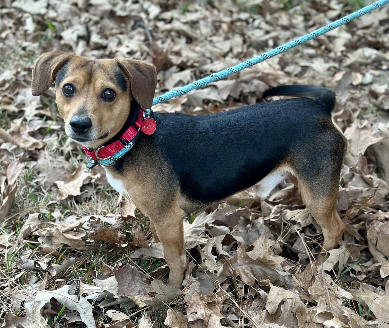 Enlarge Guppy, a Adoptable Beagle in Dunnellon, FL image 3/3