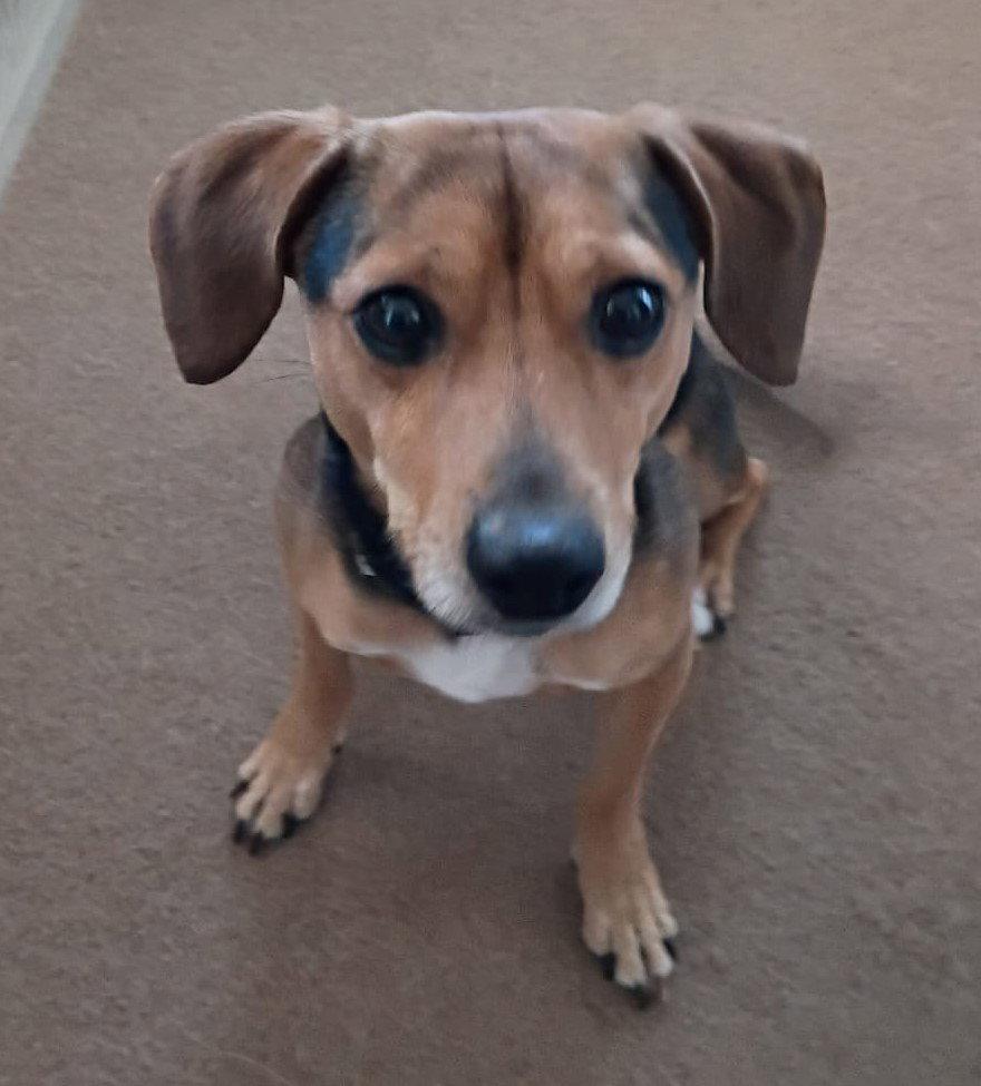 Guppy, a Adoptable Beagle in Dunnellon, FL image 3/3